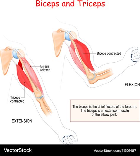 Anatomy biceps and triceps Royalty Free Vector Image