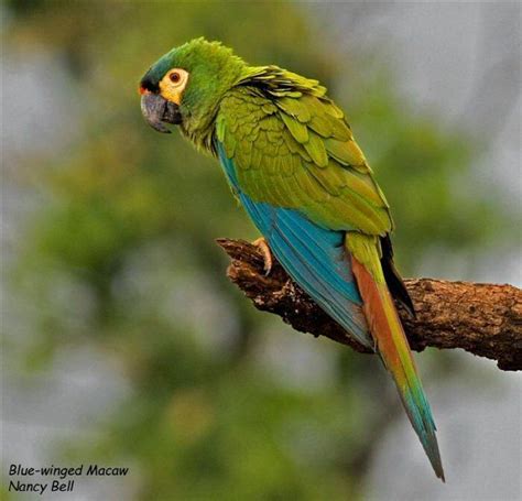 Blue winged macaw - Alchetron, The Free Social Encyclopedia