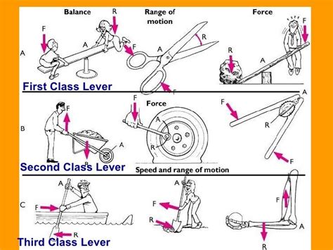 Second Class Lever Examples - NelsonabbRamsey