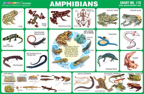 What Are Examples Of Amphibians Quora