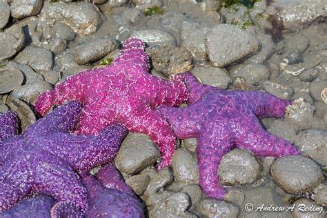 Purple Sea Stars, Part I | Laura Perdew