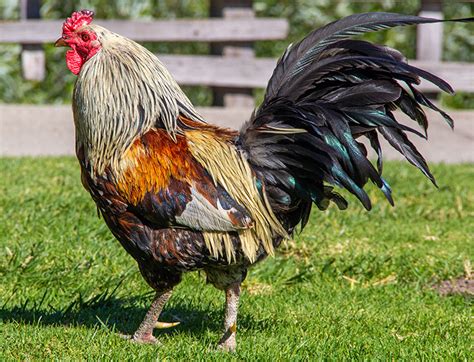 Selecting an Olive Egger Rooster - Silver Homestead