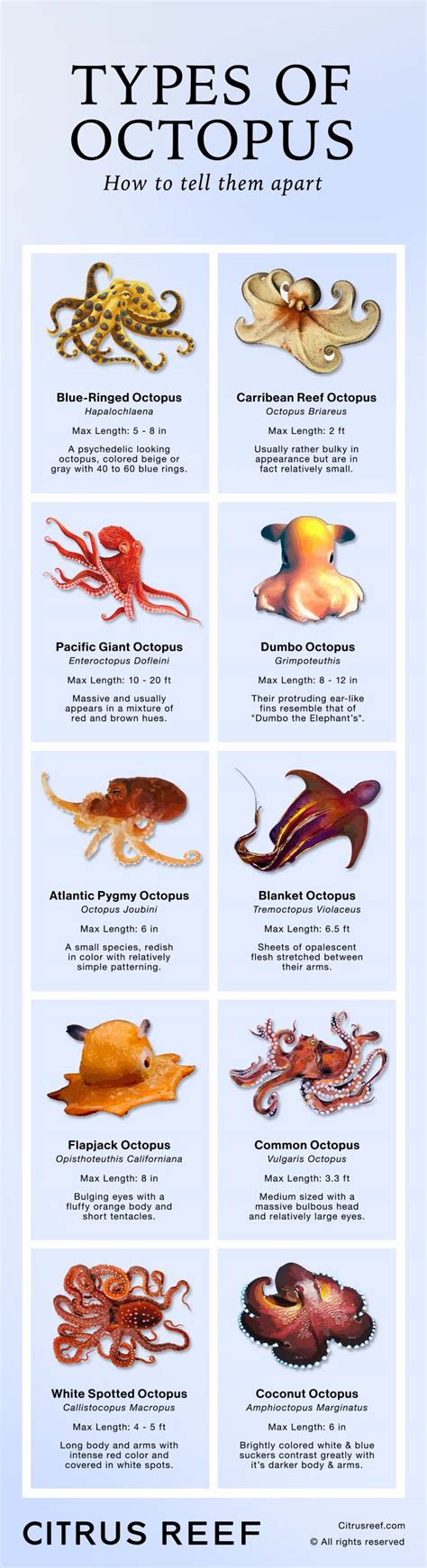 14 Extraordinary Types of Octopus Species | Citrus Reef