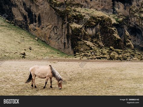 Icelandic Horse Breed Image & Photo (Free Trial) | Bigstock