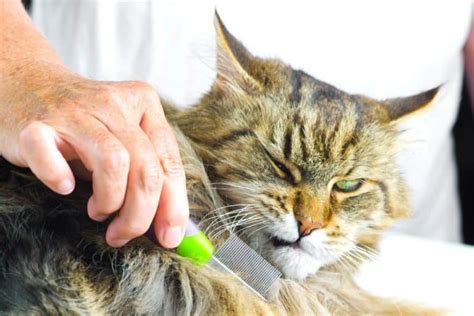 Keeping It Regal: How do I groom a Maine Coon Cat? - MaineCoon.org