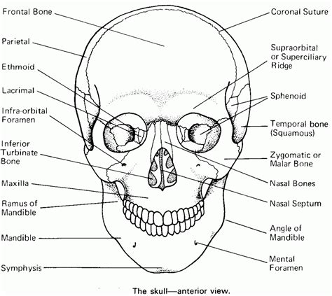 Skull Anatomy Worksheets