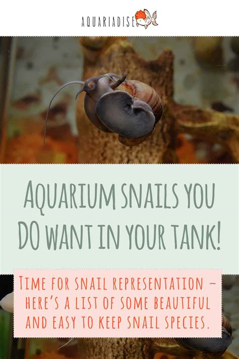 Aquarium Snails You Do Want In Your Tank! - Aquariadise