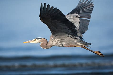 Great Blue Heron Habitat