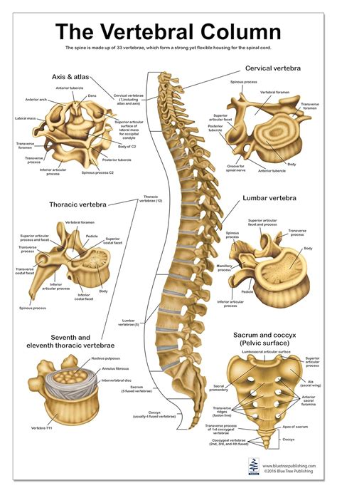 Diagram Of Vertebral Column With Labels