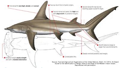 Ikan Hiu Martil; Klasifikasi, Morfologi, Habitat Dll - Melek Perikanan