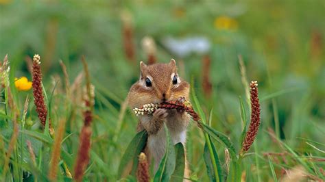 Siberian Chipmunk - Tamias Sibiricus - Boreal Forest