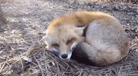 Cute Fox GIF - Cute Fox Happy - Discover & Share GIFs