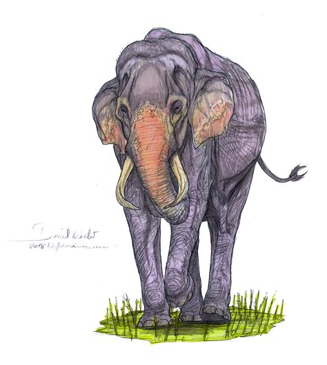 Sri Lankan elephant by Gredinia on DeviantArt