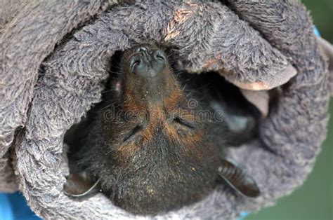 Black flying-fox stock image. Image of australian, spooky - 17082281