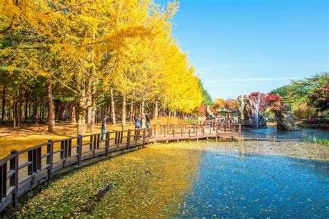 NAMI ISLAND,KOREA - OCT 25: Tourists ... | Stock image | Colourbox