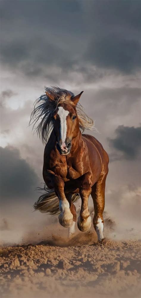 Running Horse Wallpaper Hd