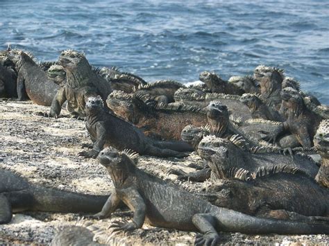 These Are 10 Amazing Animals To See While Visiting The Galapagos