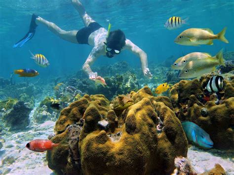 Index of /wp-content/gallery/playa-del-carmen-snorkeling/dynamic