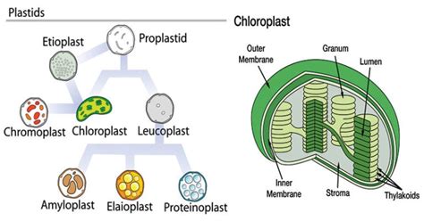 Plastids- Definition, Structure, Types, Functions and Diagram