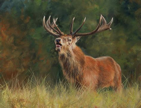 Red Deer Stag Painting by David Stribbling | Pixels