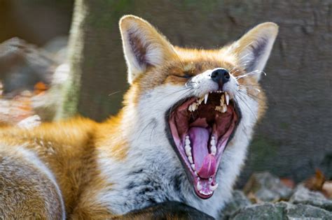 Is It Dangerous to Own a Pet Fox? - PetHelpful