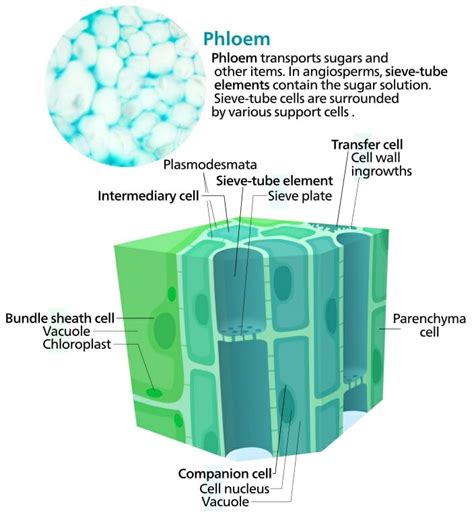 Phloem - Definition, Function and Structure | Biology Dictionary