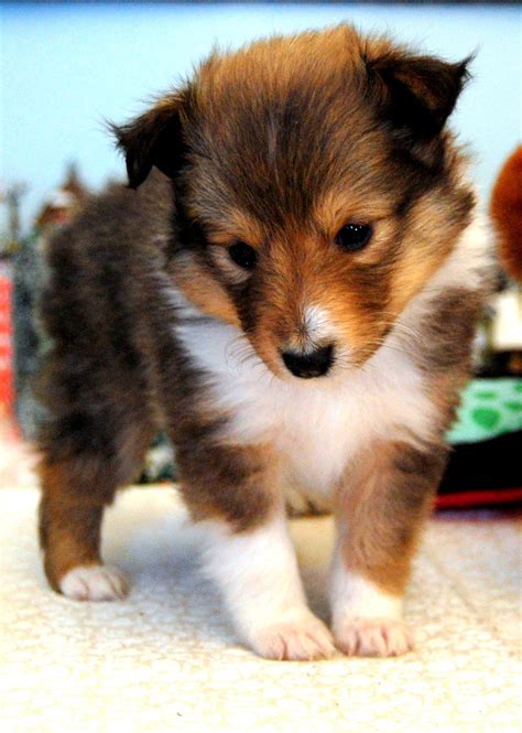 Cute Puppy Dogs: Shetland Sheepdog Puppies