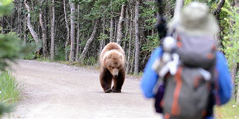 Bear Attacks (U.S. National Park Service)