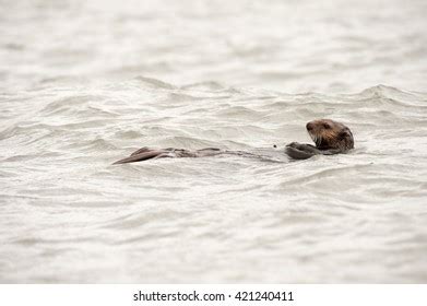 224 Sea Otter Eating A Clam Images, Stock Photos & Vectors | Shutterstock