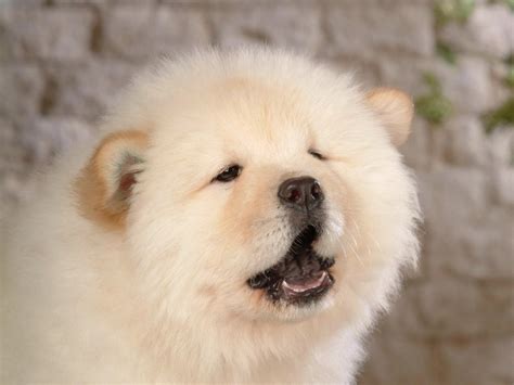 7 Dogs That Look Like Polar Bears | The Dog People by Rover.com