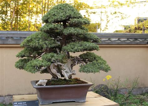 Care guide for the Juniper Bonsai tree (Juniperus) - Bonsai Empire