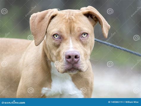 Tan Pitbull Puppy Dog Outside on Leash Stock Image - Image of control, months: 140586119