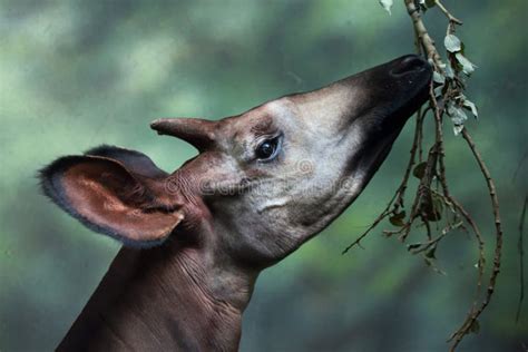 Okapi Okapia Johnstoni Brun Girafe Forestier Rare Dans L'habitat Forestier Vert Foncé. Grand ...