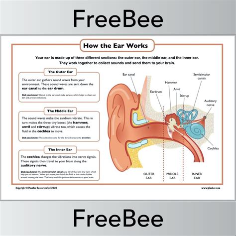 Human Ear Diagram For Kids