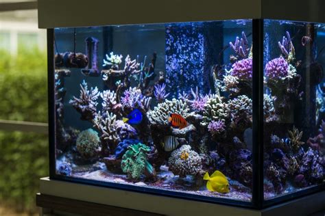 Make Your Aquarium Unique | Aquarium Design | AlgaeBarn