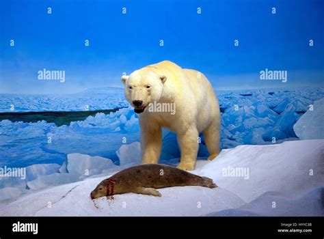 Stuffed polar bear (Ursus maritimus) and seal, hunting scene, Manitoba Museum, Winnipeg ...