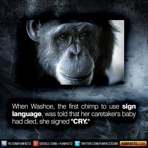 When Washoe, the first chimp to use sign language, was told that her caretaker's baby had died ...