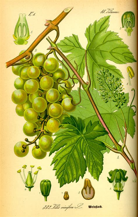 File:Illustration Vitis vinifera0.jpg - Wikimedia Commons