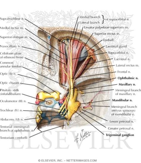 Cranial Nerves In An Orbit