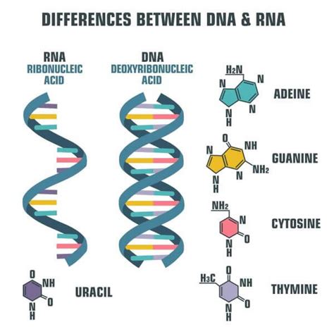 DNA vs. RNA | Biology Dictionary