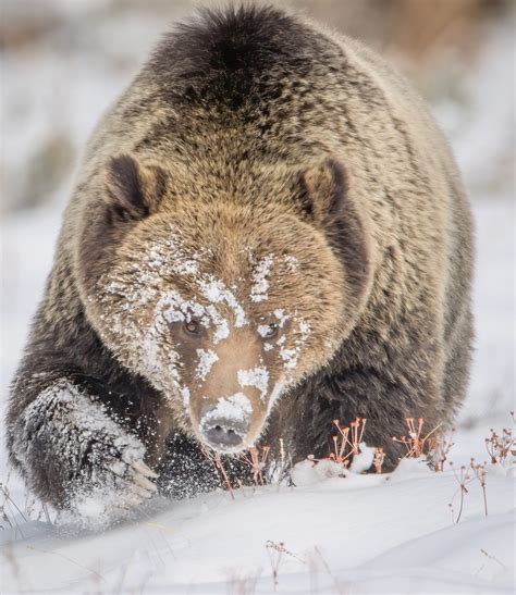 Big Sky - THE NEIGHBORS ARE ANIMALS: MEET THE GRIZZLY BEAR.