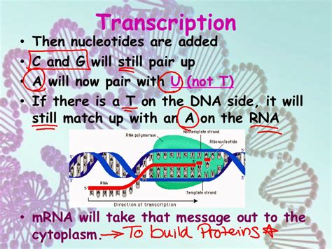 EC Honors Biology: Transcription