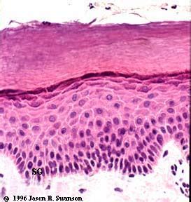 Stratum germinativum