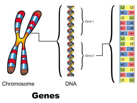 What Are Genes Made Of? Genes are segments of the DNA sequence | MelixGX