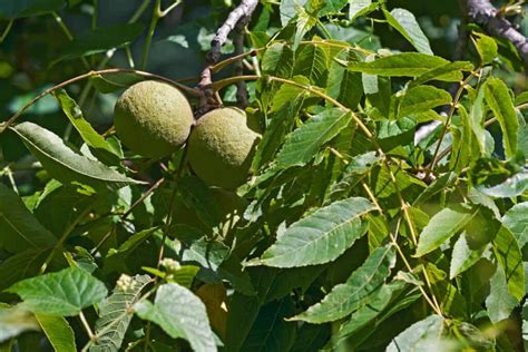 8 Differences Between Black Walnut Trees and Walnut Trees - Tree Journey