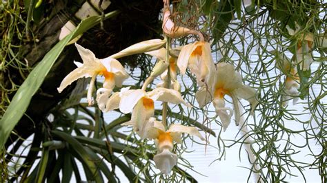 Wild orchids under serious threat from black market trade - CGTN