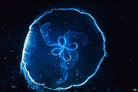 Susan Zoccola: The Immortal Jellyfish