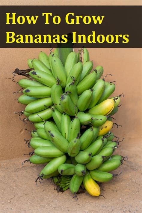 How To Grow Bananas Indoors | How to grow bananas, Growing vegetables indoors, Banana plants