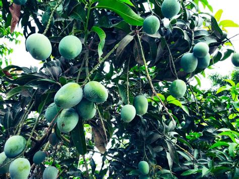 Mango in Mango Tree Surrounded with Mango Leafs. Langra Aam Stock Image ...