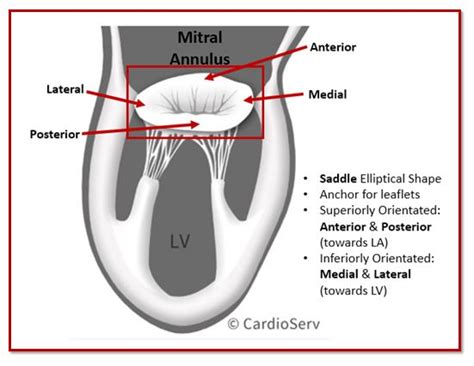 Mitral Valve Anatomy: Name 5 Components! Cardioserv